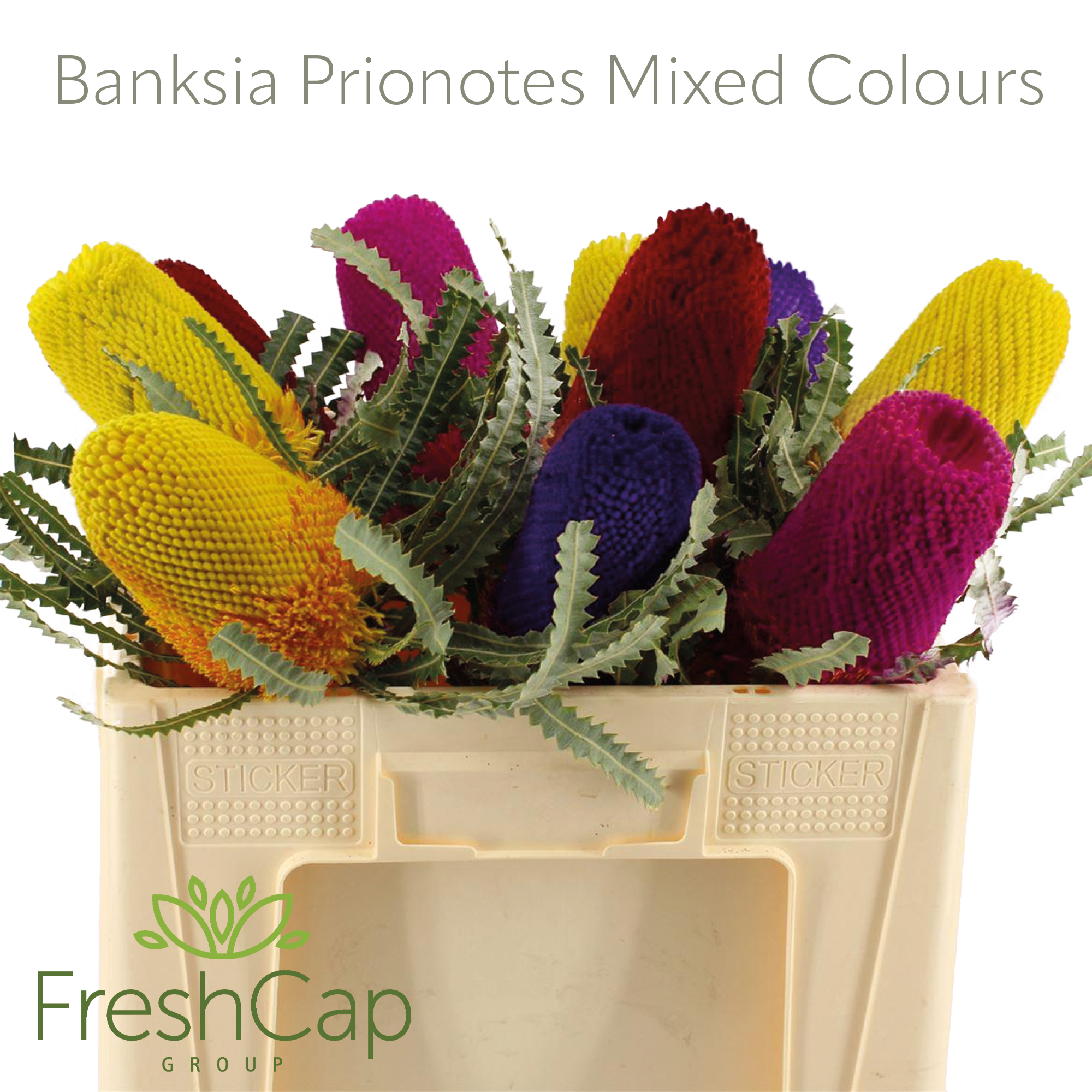 Banksia speciosa, Banksia prionotes